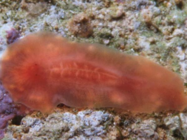 Acotylea sp. 1 Guam 399-25