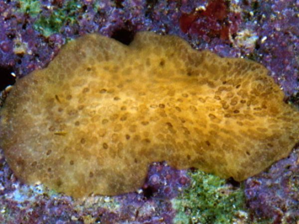 Acotylea sp. 2 Guam 862-18