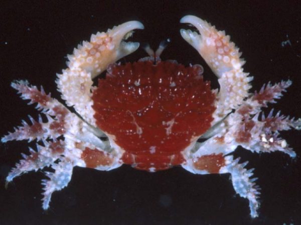 Actaea polyacantha Guam 858-23