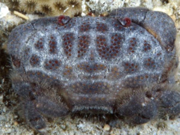 Actaeodes tomentosus Guam 782-12