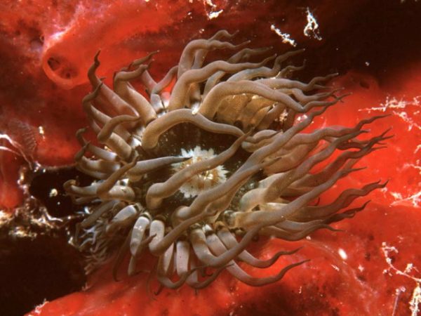 Actiniaria sp. 2 (blue sheen) Guam 513-20