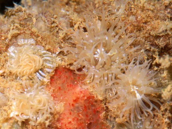 Actiniaria sp. 3 (white striped) Guam 526-13