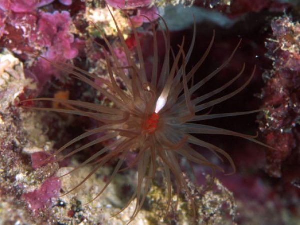 Actiniaria sp. 4 (red lip night) Guam 830-33