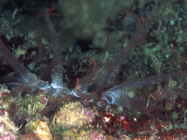 Actiniaria sp. 5 (rough tentacle) Guam 826-14