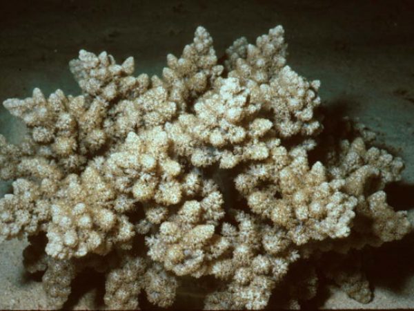 Actinodendron plumosum Guam 376-32