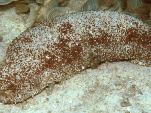 Actinopyga echinites Guam 578-8