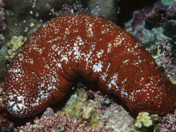 Actinopyga mauritiana Guam 648-29