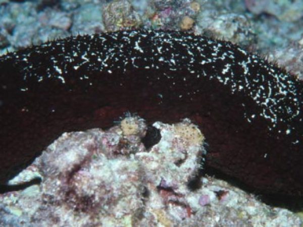 Actinopyga palauensis Guam 648-11