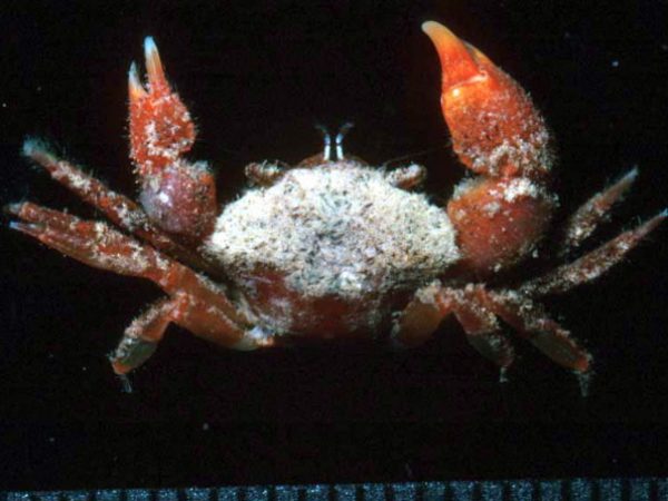 Actumnus n. sp. Guam 534-2