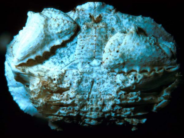 Aethra scruposa venter Guam 366-7