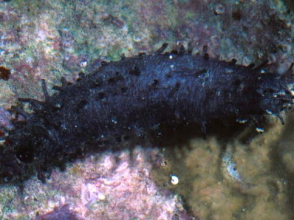 Afrocucumis africanus Guam 543-14