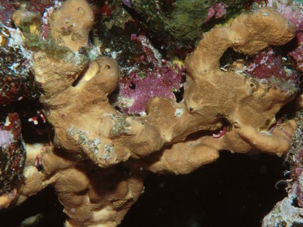 Agelas sp. 1 Guam 587-6_1