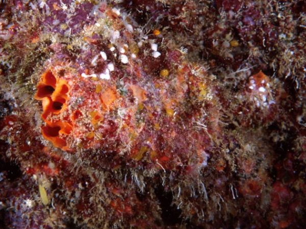 Agelas sp. 2 Guam 863-18_1