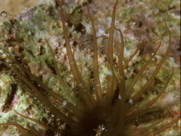 Aiptasia pulchella Guam 424-21