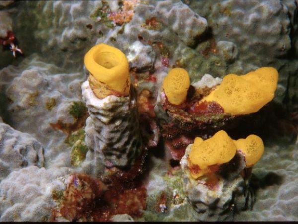 Aka sp. 2 (yellow) Guam 407-33_1