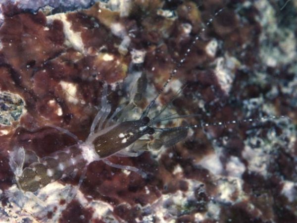 Allaxius picteti Guam 764-17