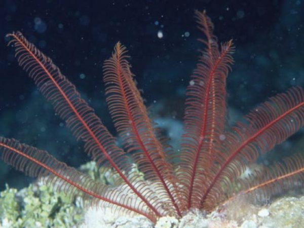 Alloeocomatella pectinifera Guam 812-7