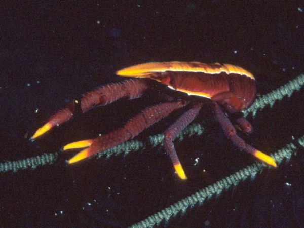 Allogalathaea elegans Guam 762-27