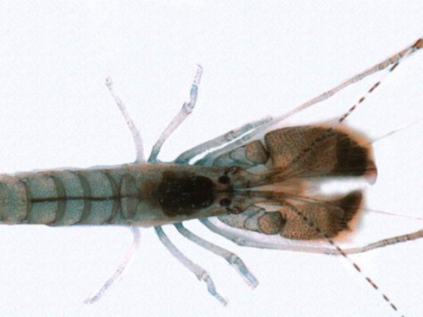 Alpheus deuteropus Guam 758-11