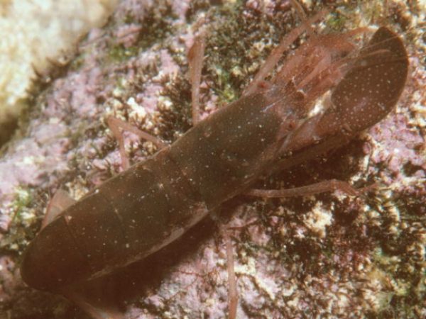 Alpheus frontalis Guam 454-17