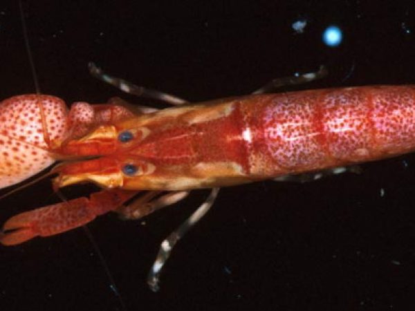 Alpheus lottini Guam 784-26