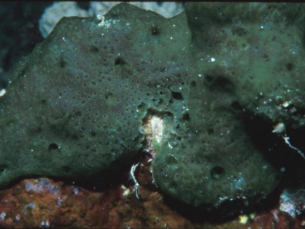 Amphimedon aff. viridis Guam 388-16_1