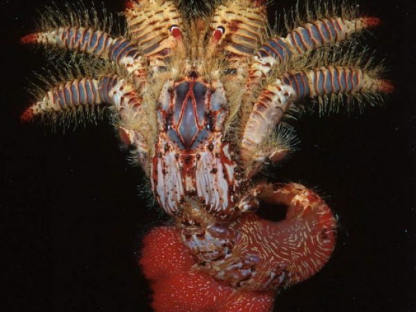 Aniculus aniculus Guam 584-31