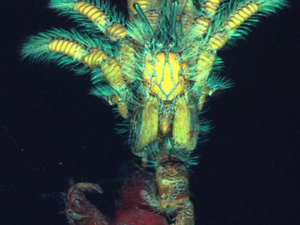 Aniculus maximus Guam 469-15