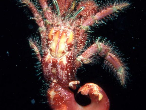 Aniculus retipes Guam 453-13