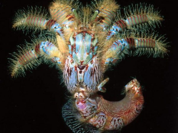 Aniculus ursus Guam 615-7