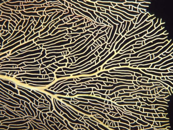 Annella mollis Guam 752-12