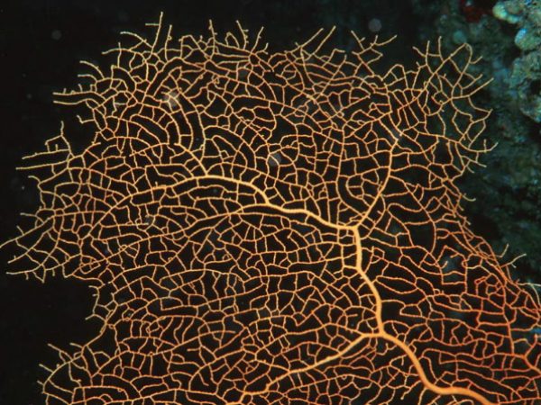 Annella reticulata Guam 652-20