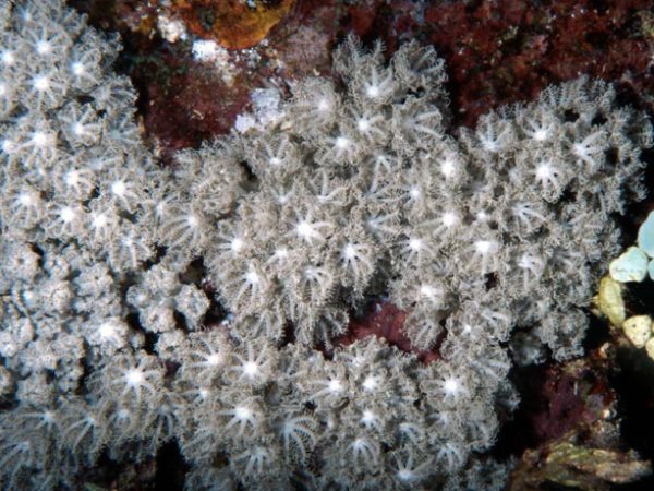 Anthelia glauca Guam 815-25