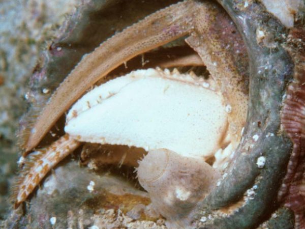 Anthothoe sp. 1 Guam 356-32