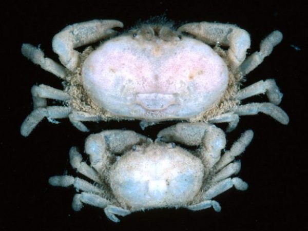 Aphanodactylus sp. 1 Guam 786-13