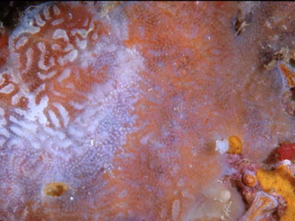 Aplidium lobatum Guam 756-2