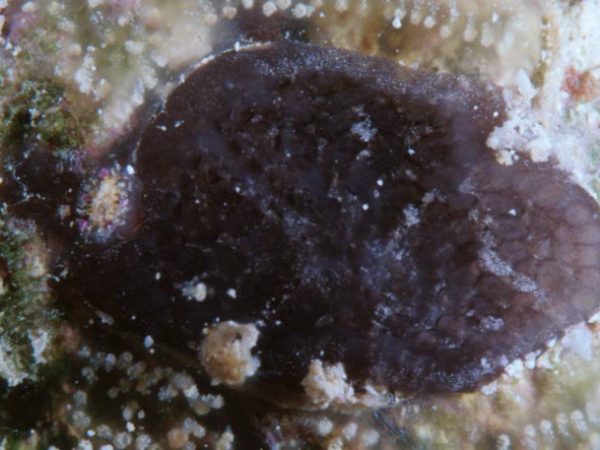 Aplidium sp. A Guam 755-21