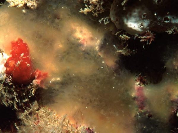 Aplidium sp. B Guam 570-17