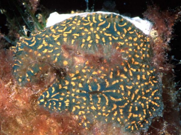 Aplousobranch sp. A Guam 526-2