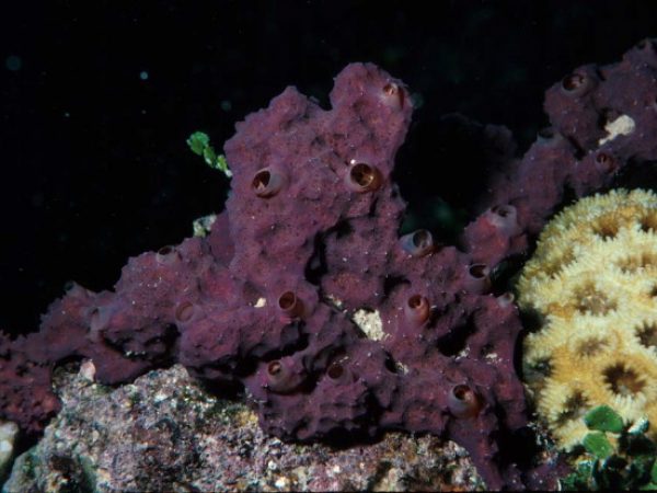 Aplysinella rhax Guam 514-12_1