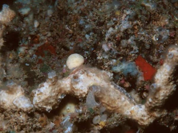 Aplysinopsis cf. elegans Guam 649-2_1