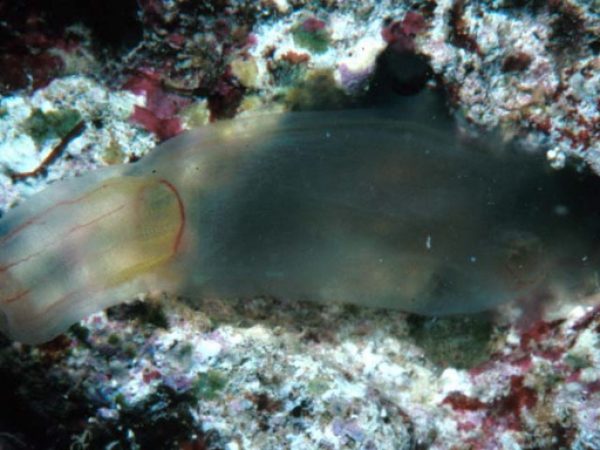 Ascidia gemmata Guam 458-30