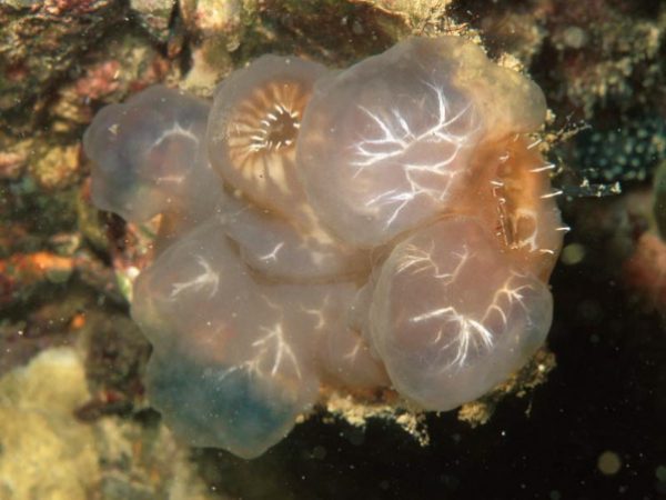 Ascidia ornata Guam 525-23