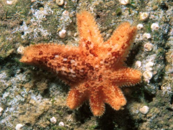 Asterina anomala Guam 396-22