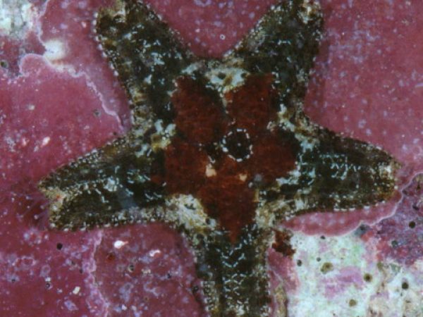 Asterinides cepheus Guam 692-27