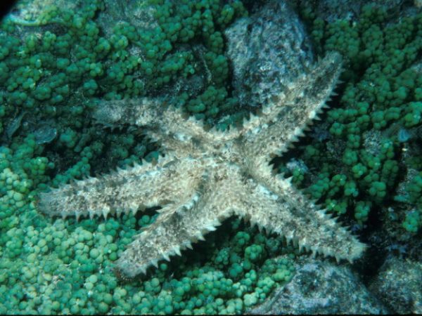 Asteropsis carinifera Guam 521-10