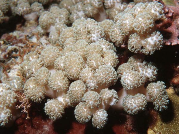 Asterospicularia randalli Guam 362-22