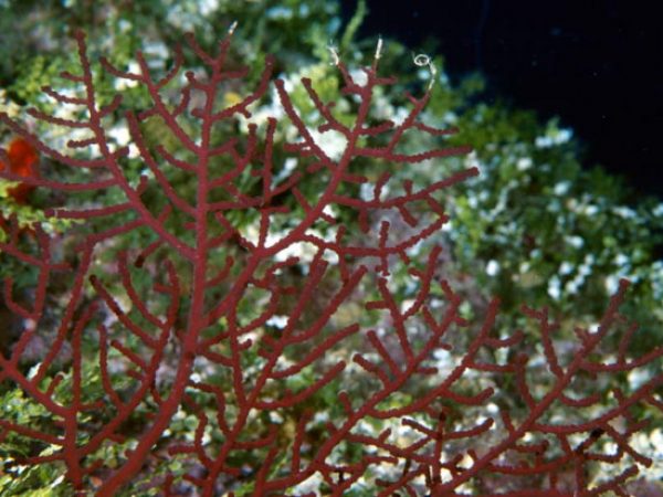 Astrogorgia sp. 3 Guam 752-14