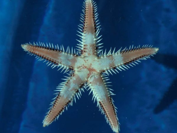 Astropecten polyacanthus Guam 235-28
