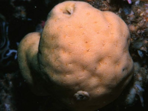 Astrosclera willeyana Guam 572-37_1